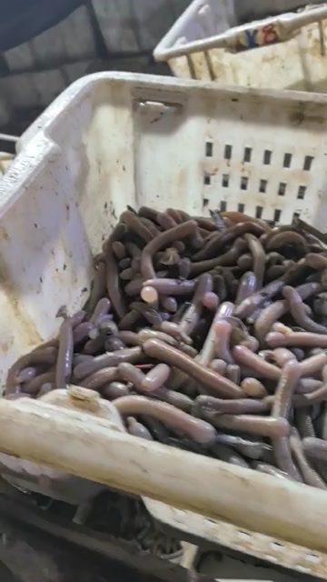 东港市沙虫来了 码头上货中 懂货的老板来