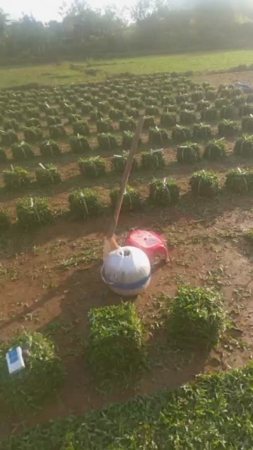 博罗县大叶油草