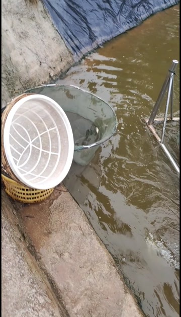 重庆市各种鱼苗，成品鱼销售