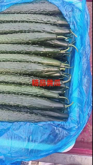 聊城大棚黄瓜已大量上市中，大条，小条瓜，对接各大商超，市场，