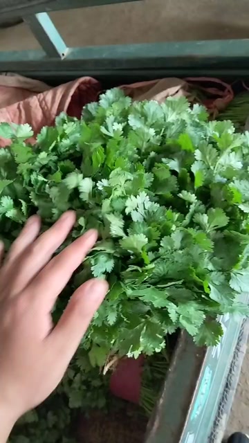 精品香菜常年有貨，大葉，中葉，通通有貨