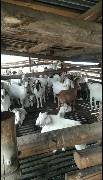 神农架出售纯放养山羊，一起七八十只。价格真实