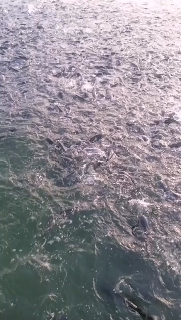 安乡县鲤鱼