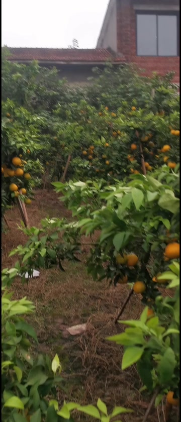 爱媛果冻橙38号