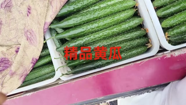 聊城大棚黄瓜已大量上市中，大条，小条瓜，对接各大商超，市场，