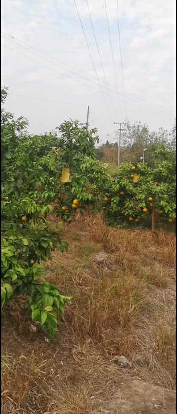 爱媛果冻橙38号