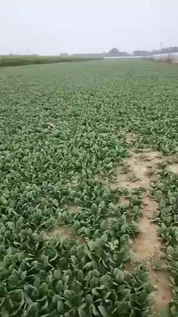 扶沟县趴地菠菜  无白点  无虫眼