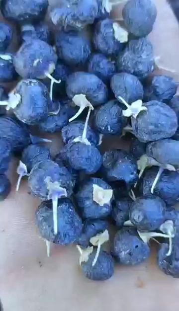 黑枸杞新疆大颗粒原味新货免洗泡茶喝头茬正品饱满黑枸杞包邮批发