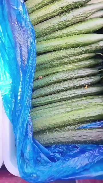 聊城大棚黄瓜已大量上市中，大条，小条瓜，对接各大商超，市场，