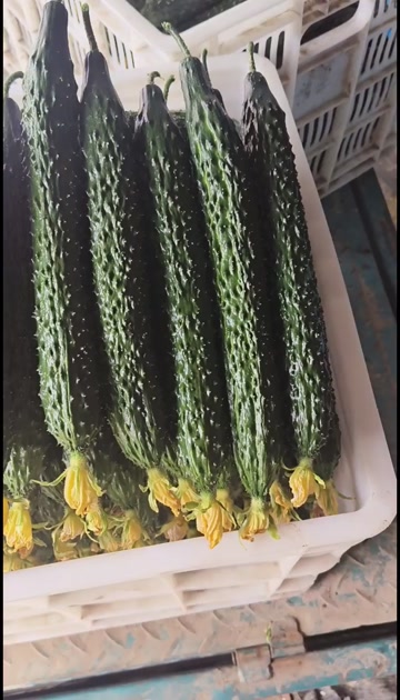 聊城大棚黄瓜已大量上市中，大条，小条瓜，对接各大商超，市场，