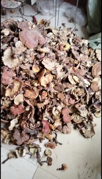 云南深山灵芝
