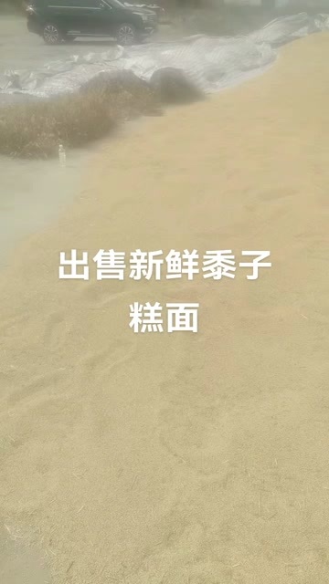 繁峙县糜子谷物新鲜供应山西忻州直发农产品批发