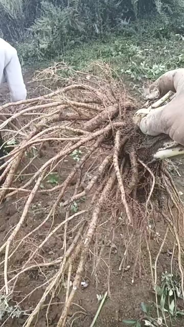 甘洛县当归
