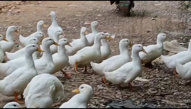 新干县白鸭
