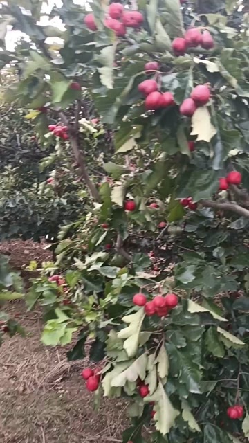 绛县大五棱山楂