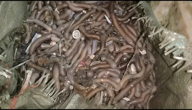 东港市新鲜沙虫上货中 老板要的看过来