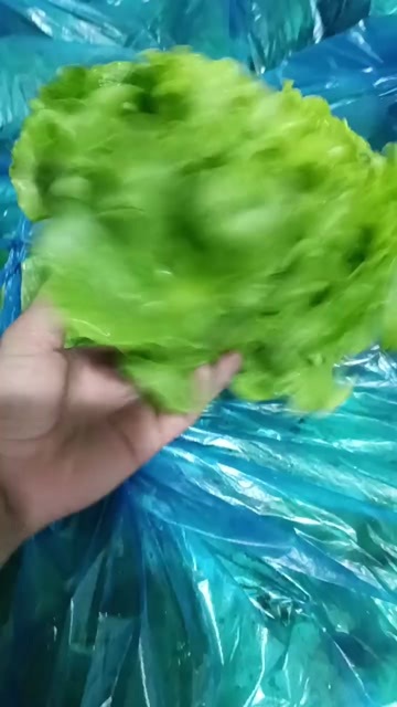 南通生菜