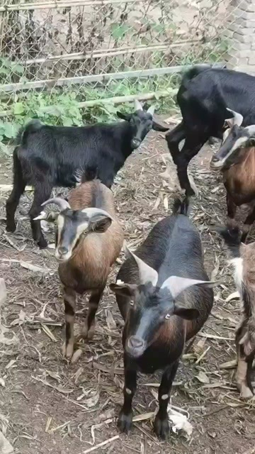 威宁县高山羊出售，肉质细嫩