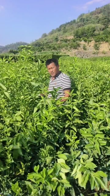 永顺县纽荷尔脐橙苗