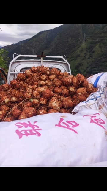 冕宁县豆薯