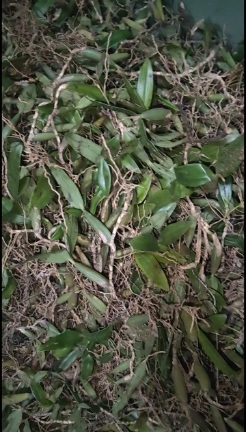 广南县石橄榄双叶中果，云南一手货源价格优惠，货源充足，放心合作