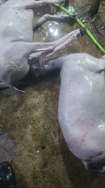 威宁县白条羊