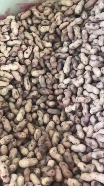 中牟县河南中牟2024年新鲜铁锅炒花生新鲜袋装休闲零食农家自产花生