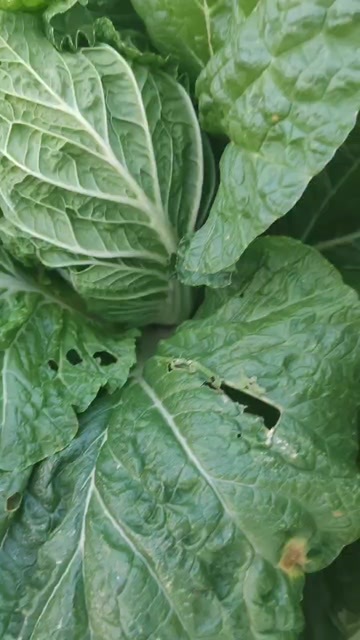 宁城县黄心大白菜