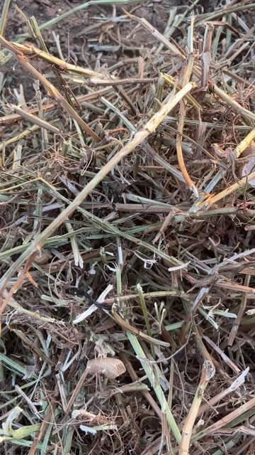 庄河市花生秧，无土无膜，800/吨