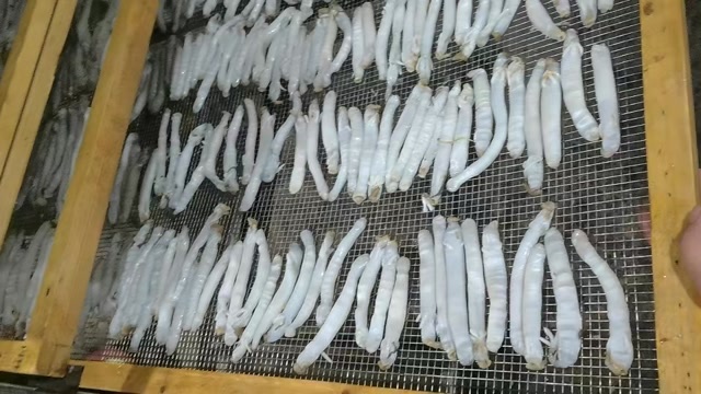 东港市准备烘沙虫干 需要的老板来