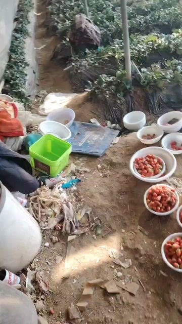 济南甜宝草莓10一斤，产地直发