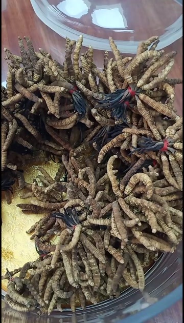 玉林冬虫草中药批发一手货源量大忧惠