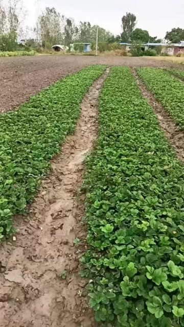 长丰县红颜草莓苗