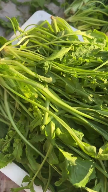 虞城县河南商丘虞城荠菜