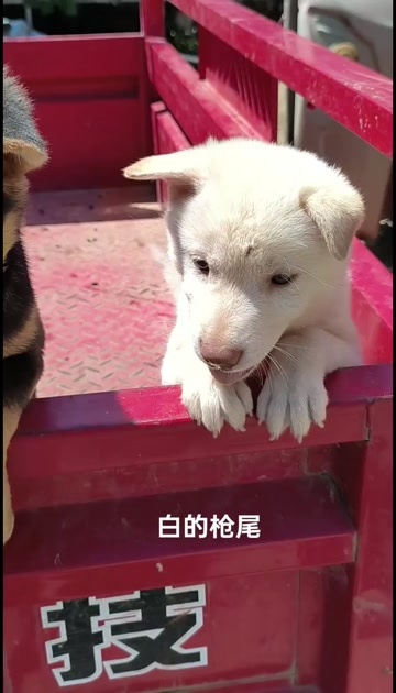 贺州中华田园犬