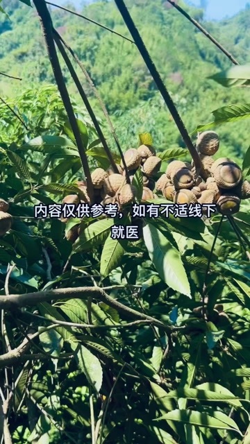 风流果干货天然食材广西梧州直发新鲜保质