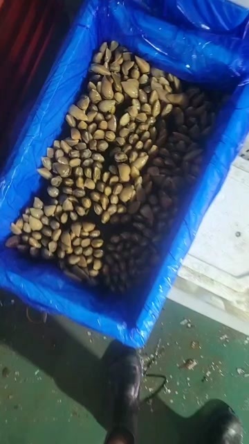 东港市蛏子