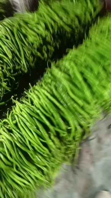 费县线椒