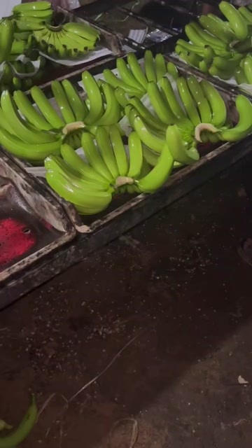 金平县香蕉大量上市，有采购的老板看过来