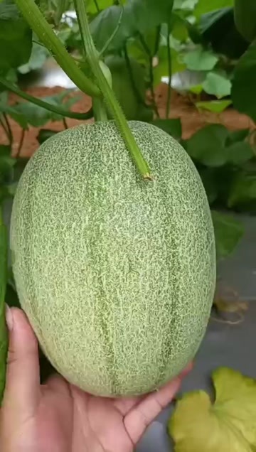北海广西北海小蜜