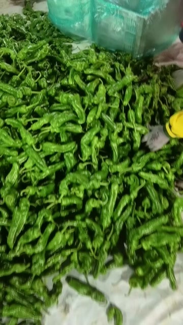 费县薄皮椒