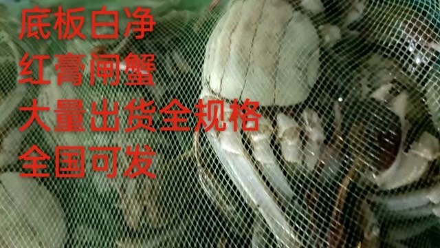 泗阳县精品大闸蟹全国发货