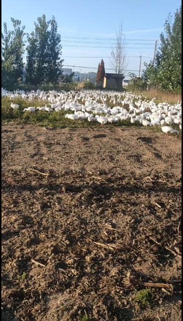 临沂大鹅，散养吃草大鹅，138一只可挑选