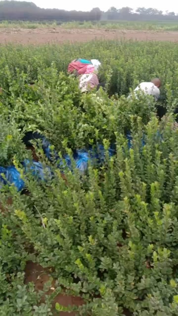 周至县胶东卫矛