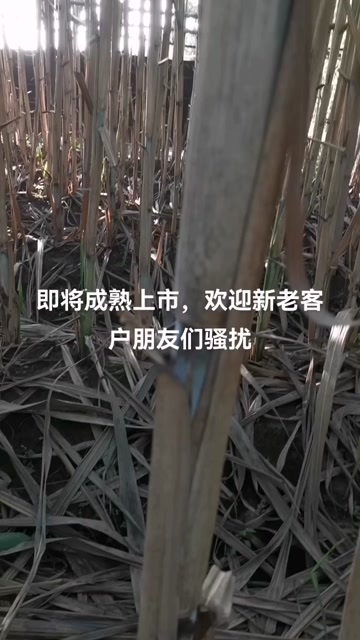 犍为县青皮甘蔗