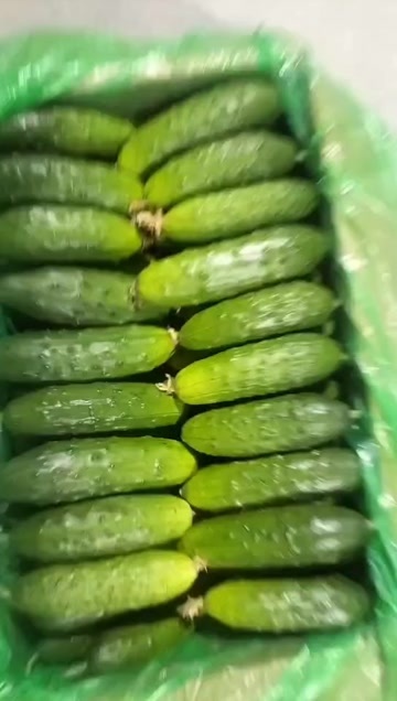随州随刺黄瓜整车批发供应