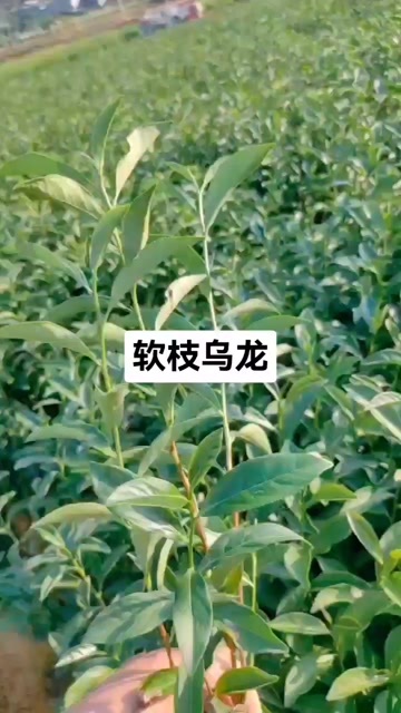 福安市优质茶苗