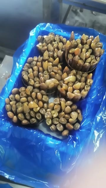 东港市海蛏