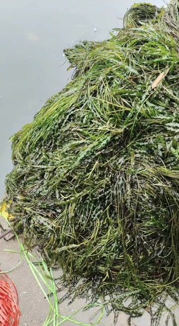鹿寨县马来眼子菜，水生植物，净化水环境