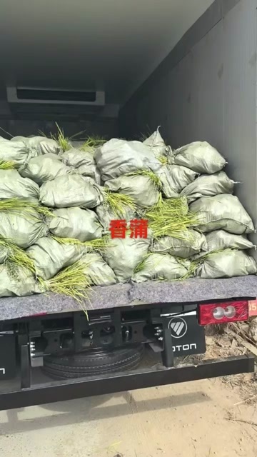 青州市香蒲，上盆香蒲，香蒲小杯，